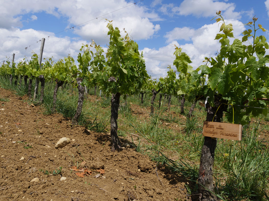 Виноградник на урожай